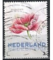 3012 Ac-03 Bloemen zomer Papaver (o)