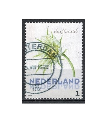 3012 Ac-03 Bloemen zomer druifkruid (o)