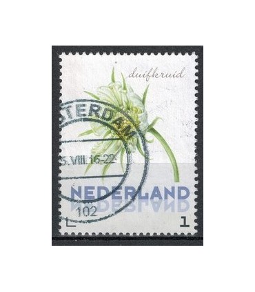 3012 Ac-03 Bloemen zomer druifkruid (o)