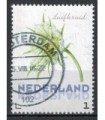 3012 Ac-03 Bloemen zomer druifkruid (o)