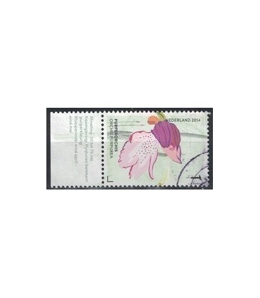 3180 Purper Orchis (o) TAB