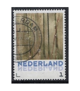 Riet (o)