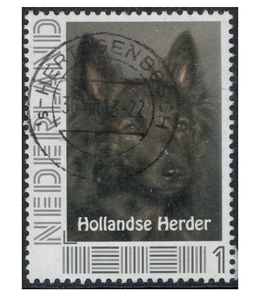 Hollandse Herder (o)