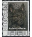 Hollandse Herder (o)