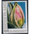 Tulp Flashpoint (xx)