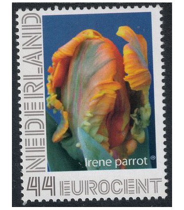 Tulp Irene Parrot (xx)