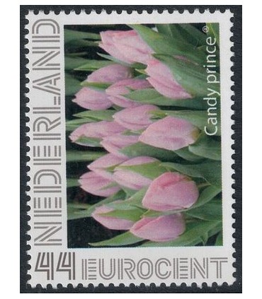 Tulp Candy Prince (xx)