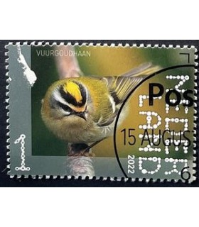 4050 Beleef de natuur Vuurgoudhaan (o)