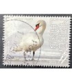 4075 Beleef de natuur Knobbelzwaan (o)