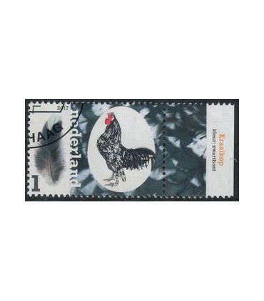 3491 Kippenrassen Kraaikop (o) TAB c