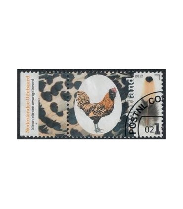 3492 Kippenrassen Uilebaard (o) TAB c