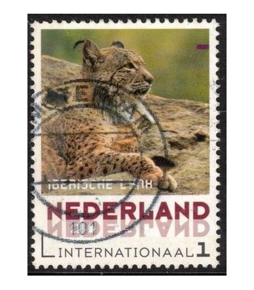 Iberische lynx (o)