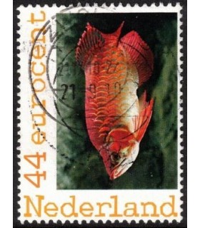 Vis oranje (o)