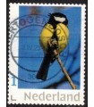 Koolmees op tak (o)