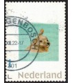 Zeehond met vogel (o)