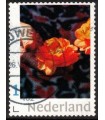 Roos in de hand (o)