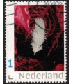 Veertje wit (o)