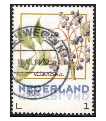 Vruchten Vlierbes (o)