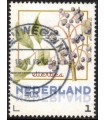 Vruchten Vlierbes (o)