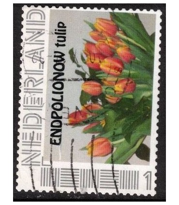 EndPolioNow Tulip (o)