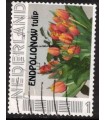 EndPolioNow Tulip (o)