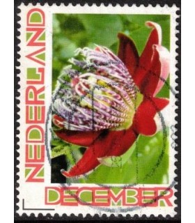 Kerst bloeiende bloem (o)
