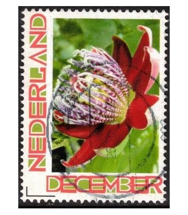 Kerst bloeiende bloem (o)