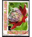 Kerst bloeiende bloem (o)