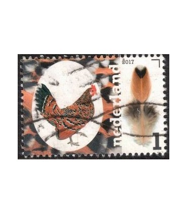 3494 Kippenrassen Hollandse Kriel (o)