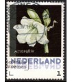 3012 ?? Janneke Brinkman Amaryllis (o)