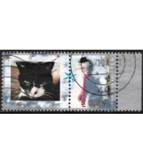 Poes witte neus (o)
