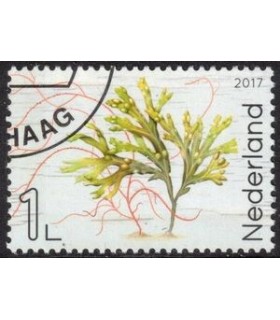 3553 Leven in de Noordzee blaaswier (o) 2.