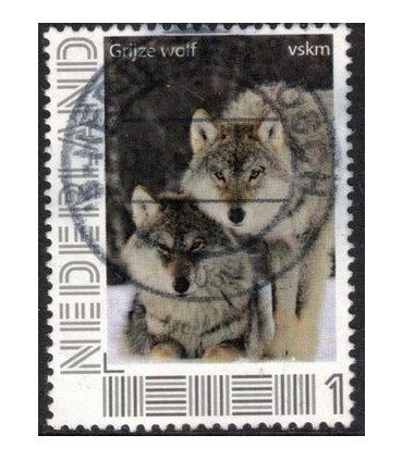 VSKM Grijze wolf (o)