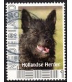 Hollandse Herder (o)
