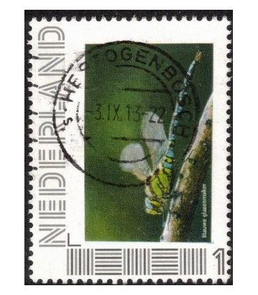 Blauwe Glazenmaker (o)