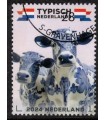 4173 Typisch Nederlands Koeien (o) c