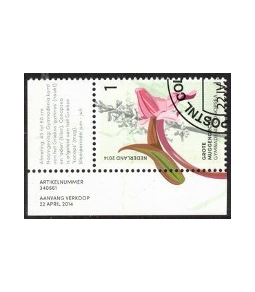 3175 Grote Muggen Orchis (o) TAB c