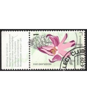 3178 Hondskruid (o) TAB c