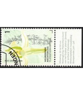 3181 Welriekende Nacht Orchis (o) TAB c