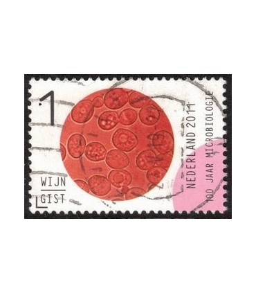 2834 Microbiologie Wijn Gist (o)