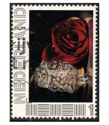 Uil met een roos (o)