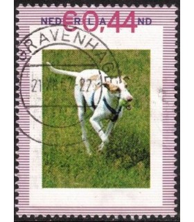 Hond in het gras (o)