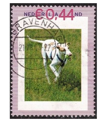 Hond in het gras (o)