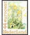 Bloemen koolzaad (o)