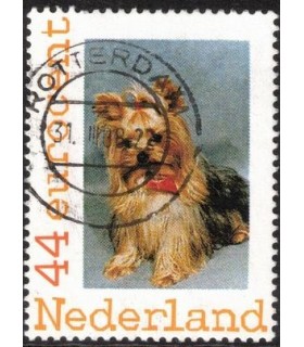 Yorkshire terrier (o)