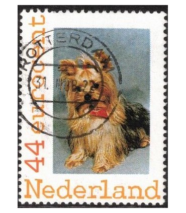 Yorkshire terrier (o)