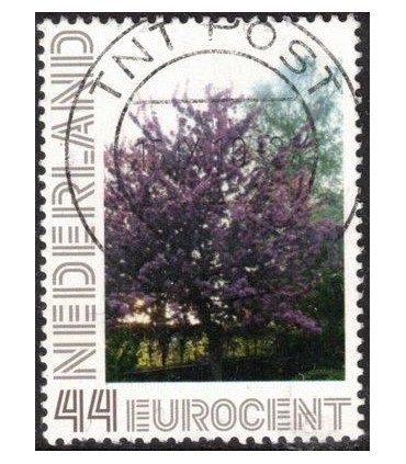 Vlinderstruik groot (o)