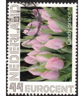 Tulp Candy Prince (o)