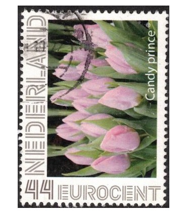 Tulp Candy Prince (o)