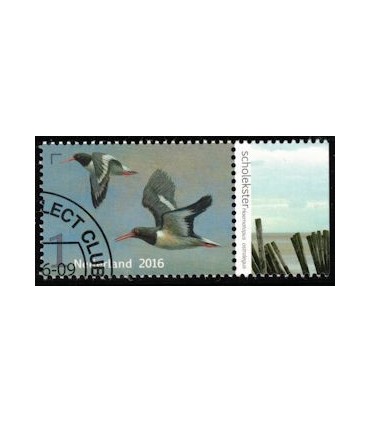 3402 Griend Scholekster (o) TAB c